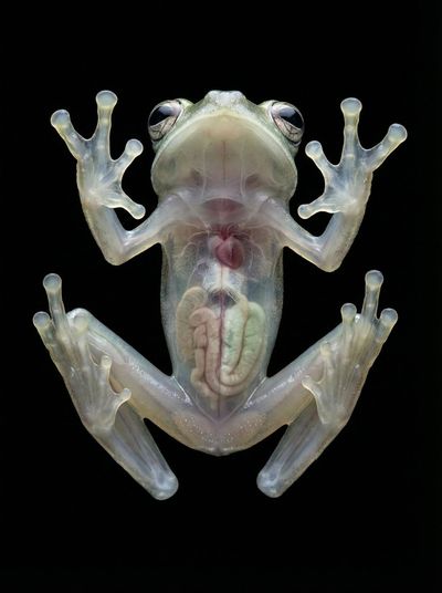Transparent Enigma: A Frog's Underworld