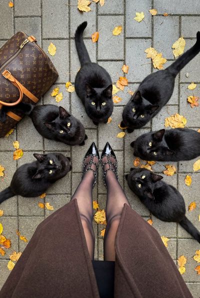 Chic Mystique: A Gathering of Shadows