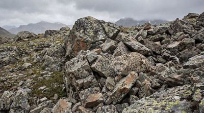 Can You Spot the Snow Leopard in This Rocky Wonderland?