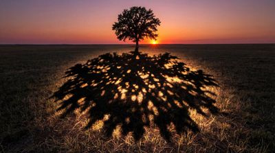 Enchanted Shade: A Tree of Light