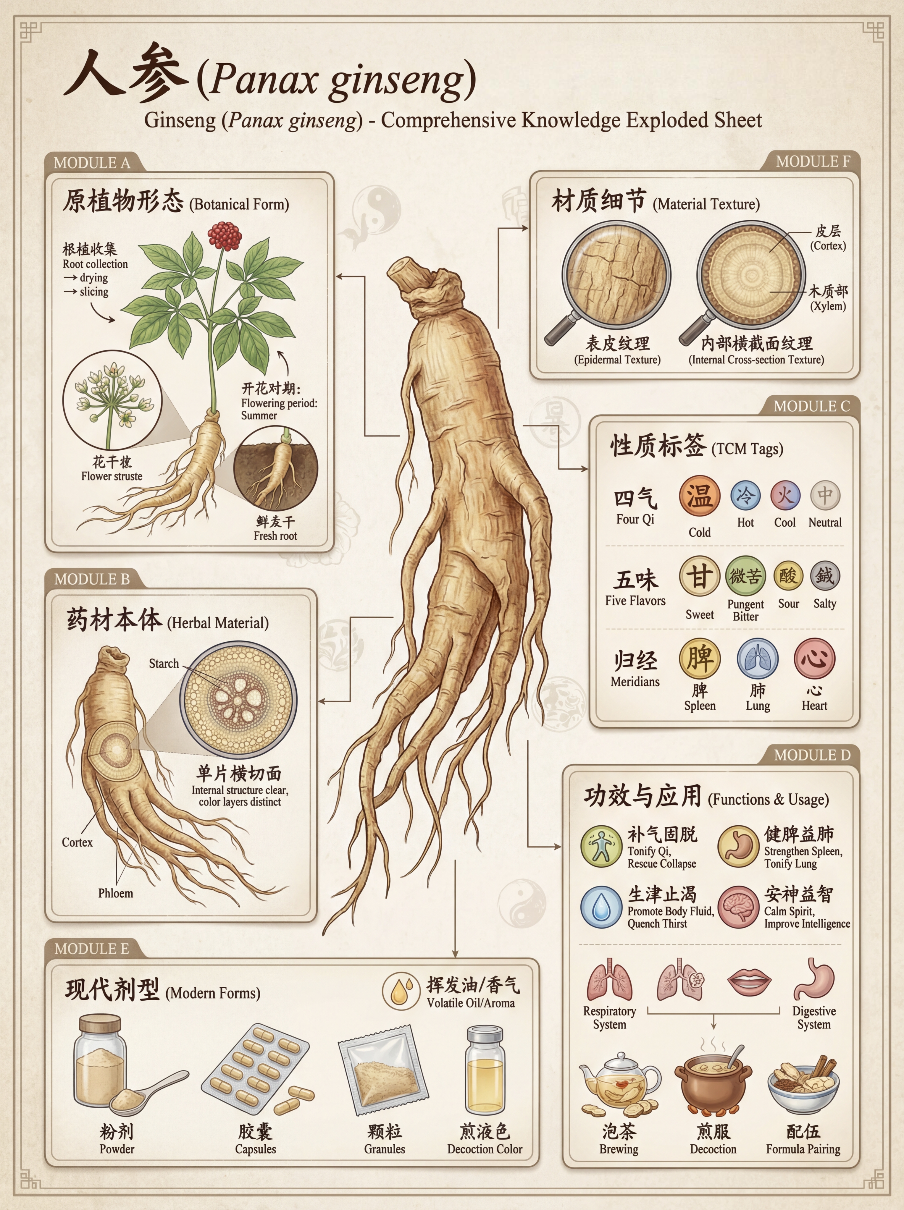 中医草药：传统疗法的完整视觉指南