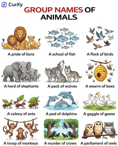 Pósters de Categorías de Vocabulario preview 1