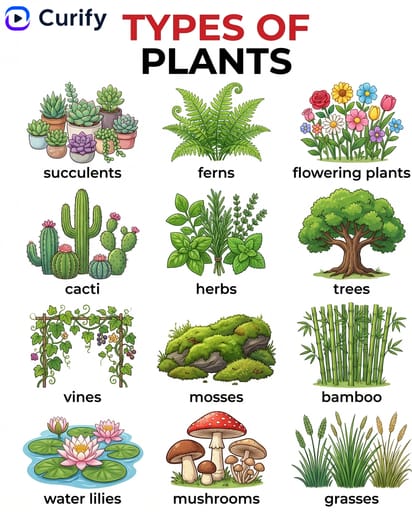 plants