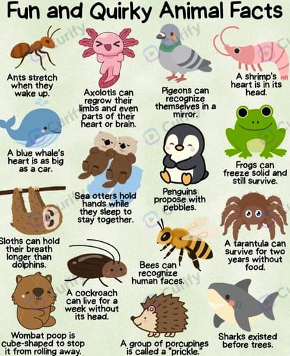 Kid-Friendly Grid Fun-Fact Infographic preview 1