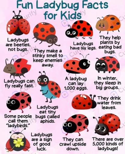 ladybug facts