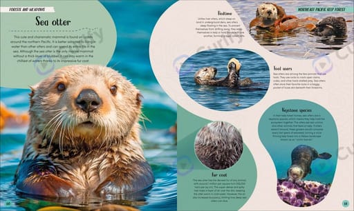 sea otter keystone species