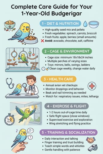 budgerigar 1yo