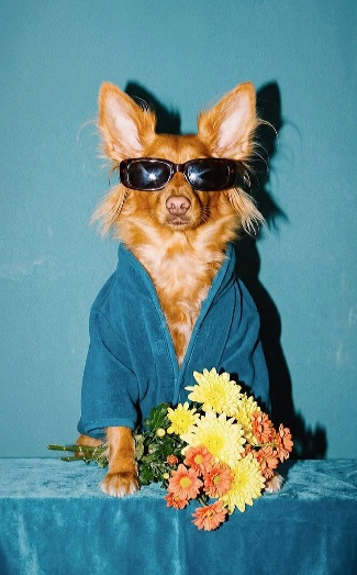 Vintage Film Cool Pet Bathrobe Bouquet Portrait Generation Template